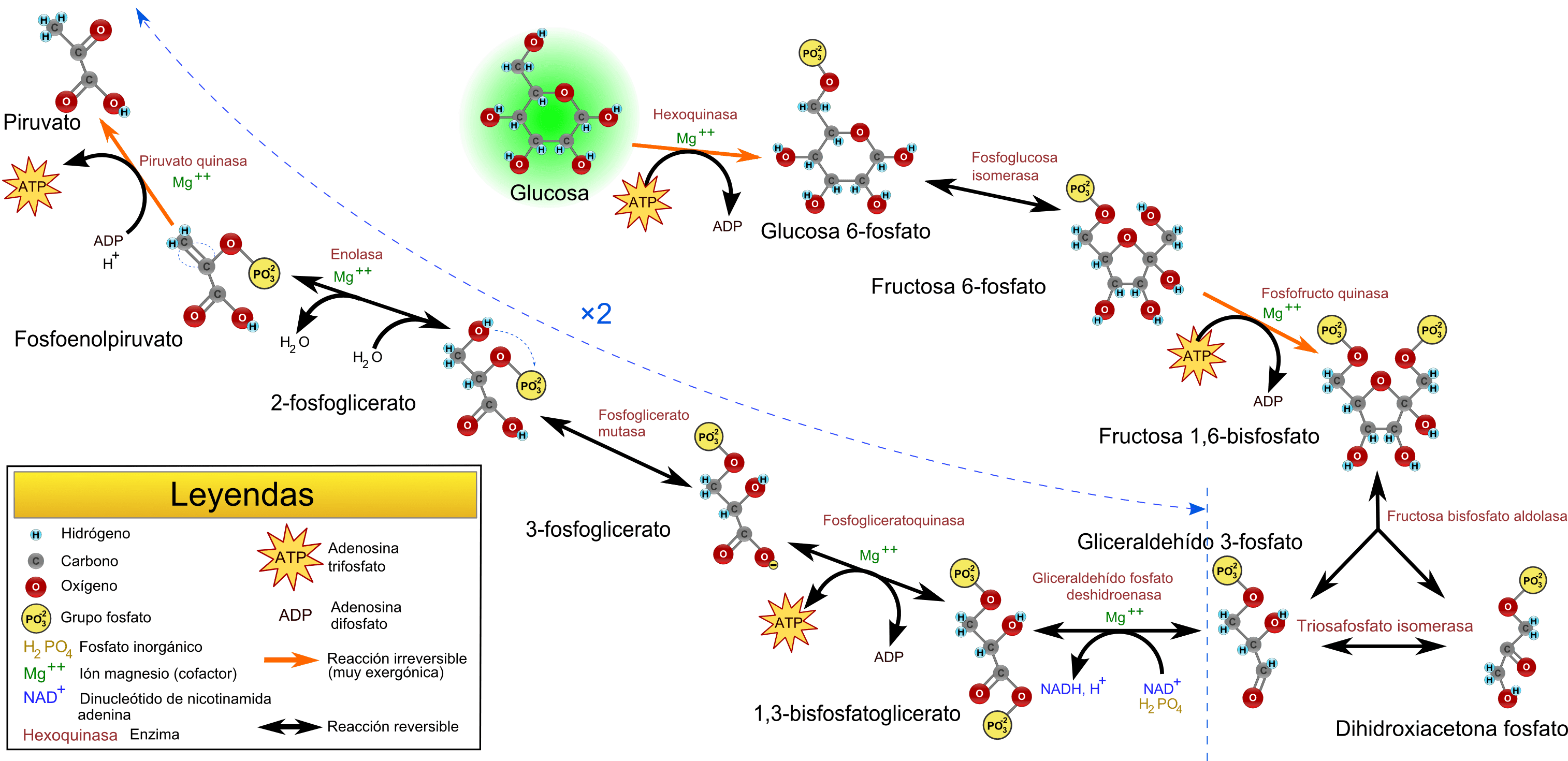 cuantas rutas metabolicas