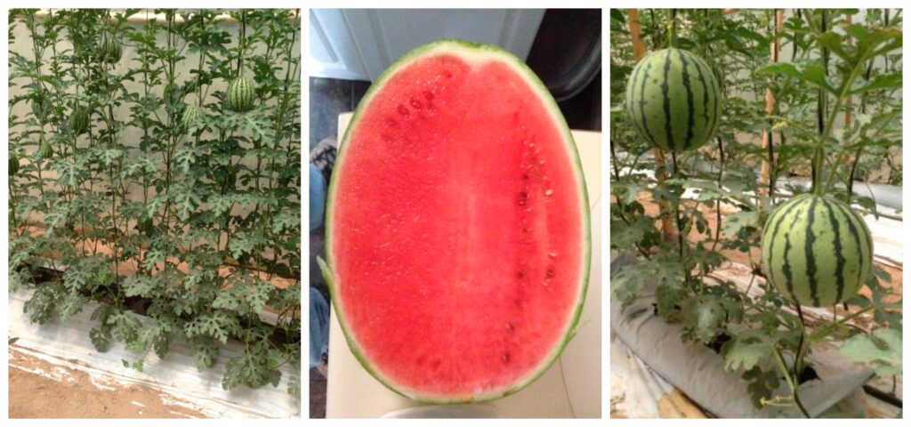 cuantas sandias da una planta