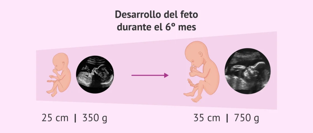cuantas semanas tiene 6 meses