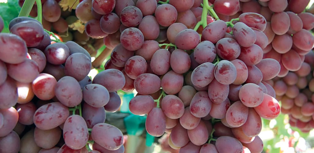 ¿Cuántas uvas son 100 gramos? 2 cuantas uvas son 100 gramos