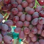 ¿Cuántas uvas son 100 gramos? cuantas-uvas-son-100-gramos