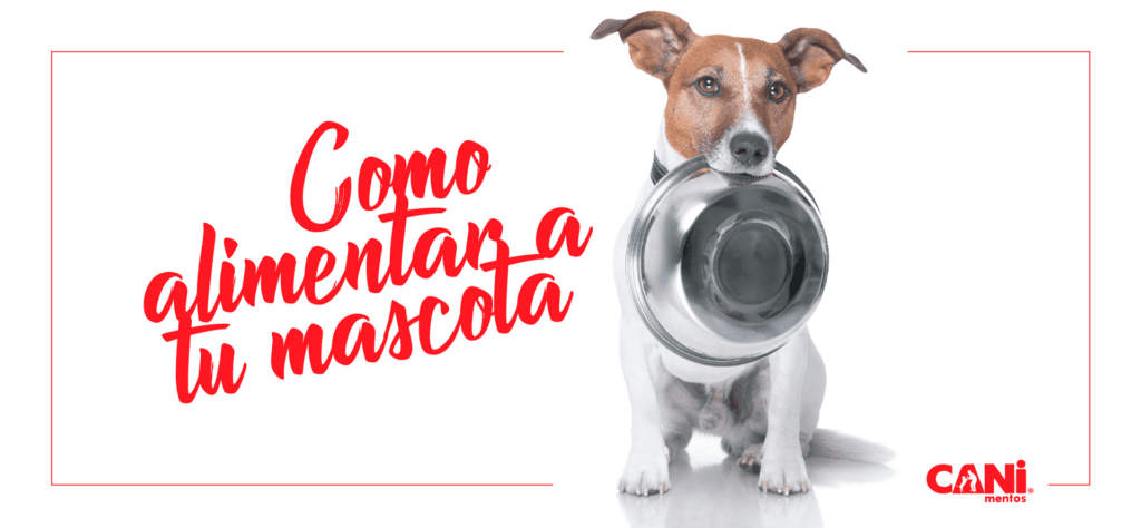 cuantas veces come un cachorro