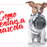 cuantas-veces-come-un-cachorro