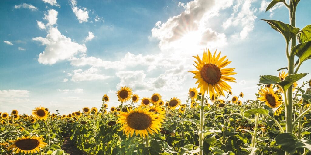 cuantas veces florece un girasol