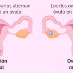 cuantas-veces-ovula-una-mujer