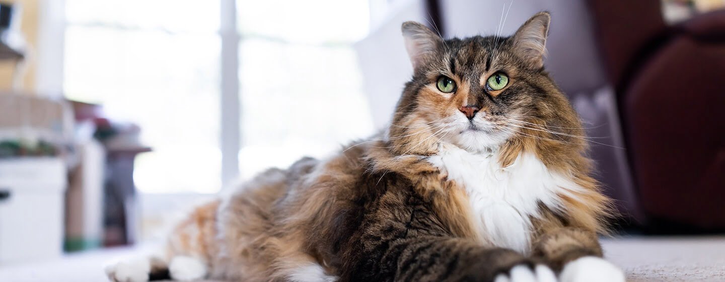 cuantas vidas tiene un gato