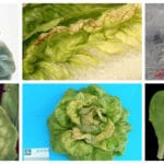 cuanto-calcio-tiene-la-lechuga