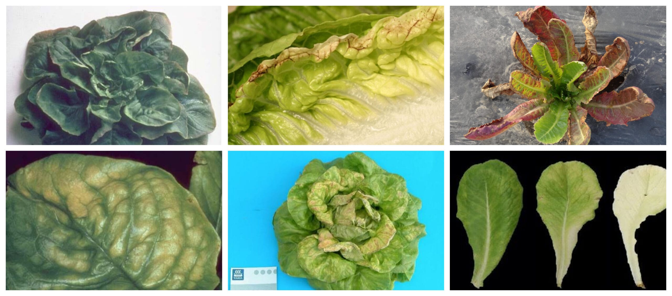 cuanto calcio tiene la lechuga scaled