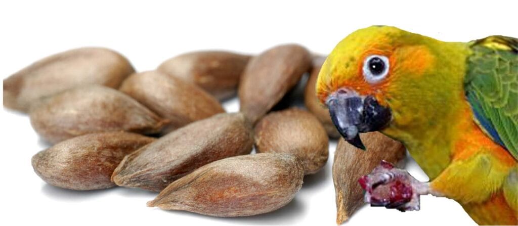 ¿Cuánto cianuro tiene una cereza? 2 cuanto cianuro tiene una cereza
