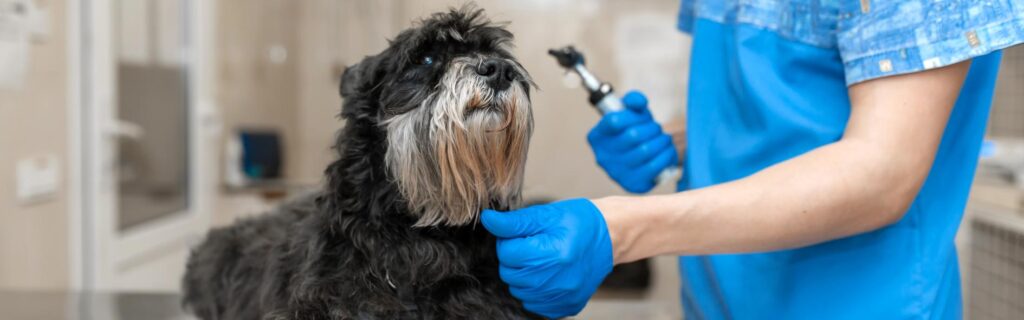 cuanto cobra un veterinario