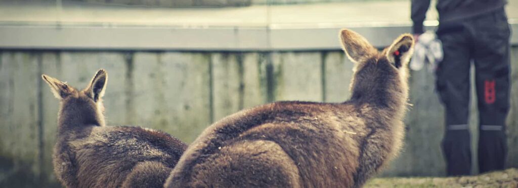 ¿Cuánto cobran en el zoológico? 2 cuanto cobran en el zoologico