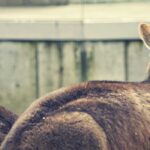 cuanto-cobran-en-el-zoologico