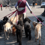 cuanto-cobran-por-pasear-perros