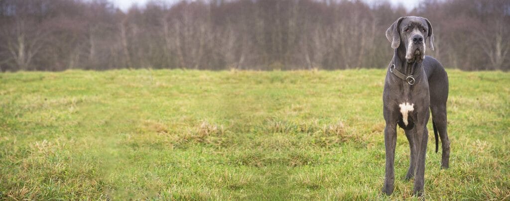 cuanto come un gran danes