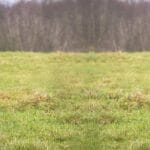 cuanto-come-un-gran-danes