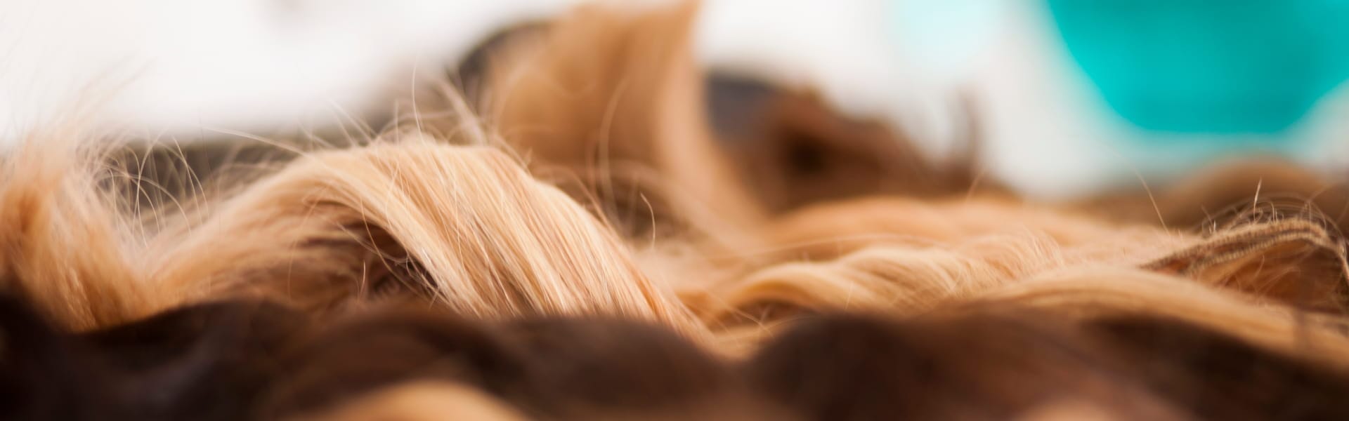 Blog 6 cuanto compran el cabello natural