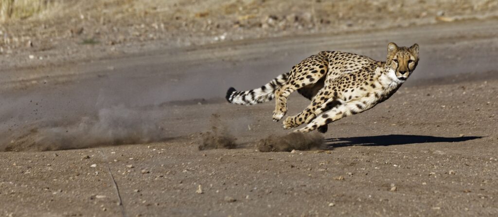 cuanto corre un chita