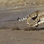 cuanto-corre-un-chita