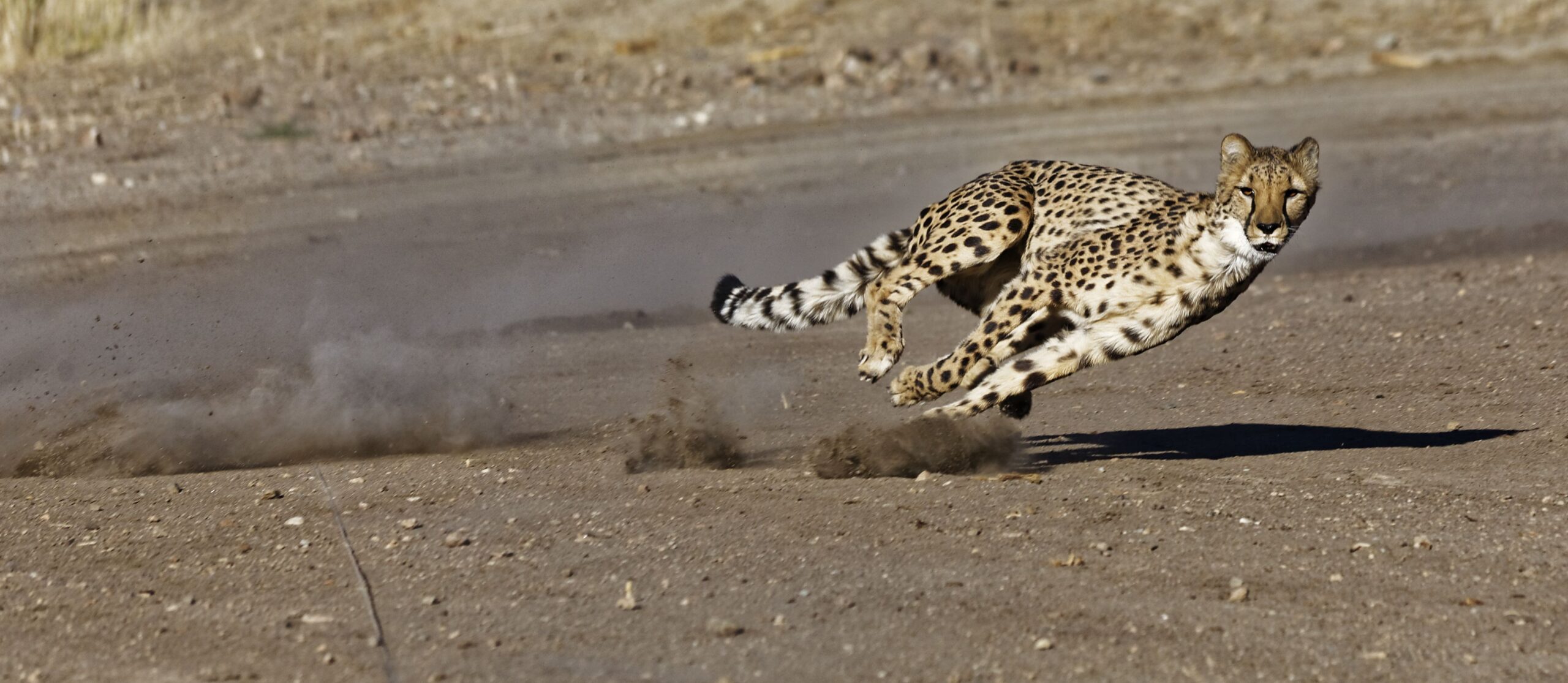 Blog 8 cuanto corre un chita scaled