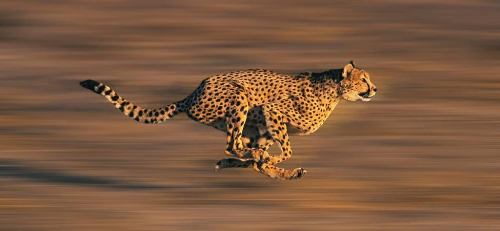 ¿Cuánto corre un guepardo? 2 cuanto corre un guepardo