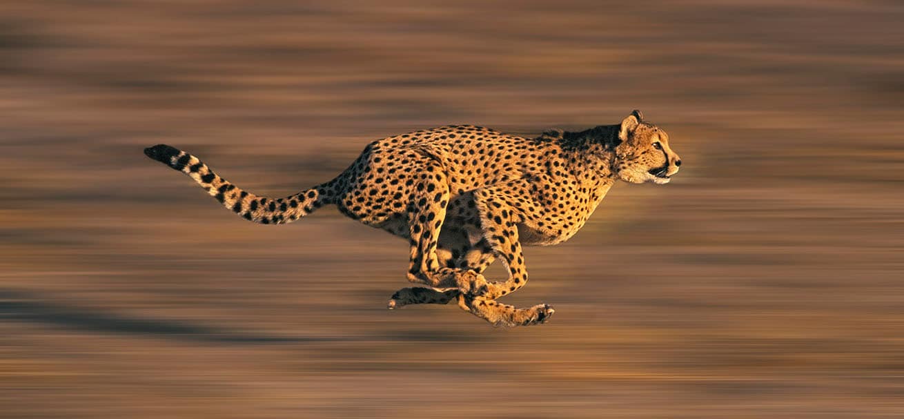 Blog 6 cuanto corre un guepardo