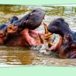 cuanto-corre-un-hipopotamo