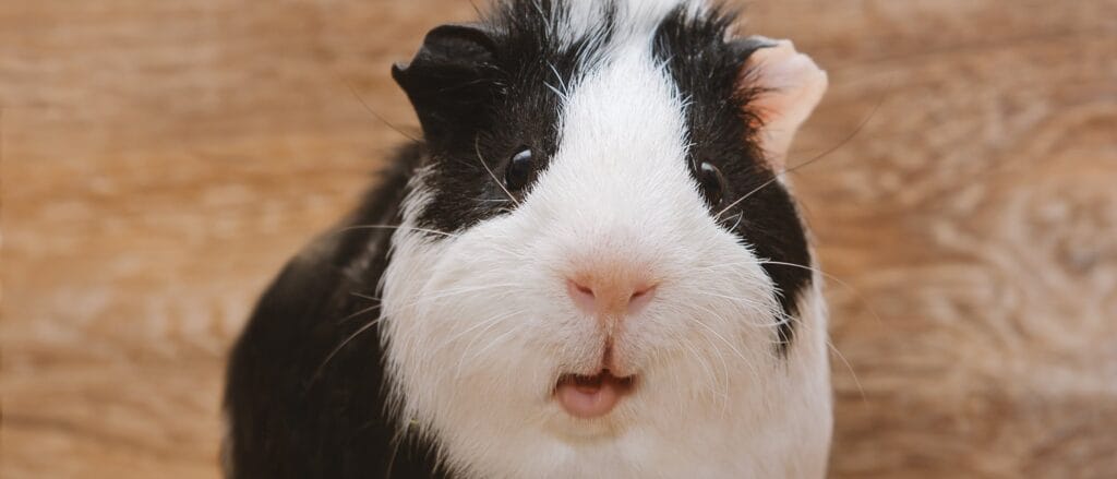 cuanto crece un cobayo