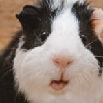 cuanto-crece-un-cobayo