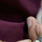 cuanto-crece-un-cuyo