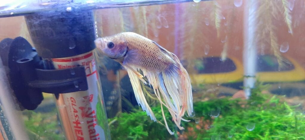 cuanto crece un pez betta