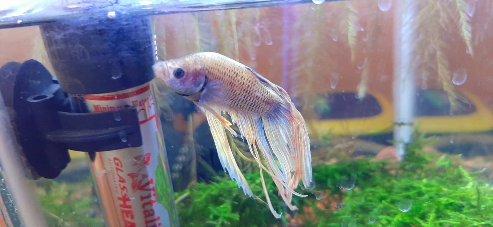 cuanto crece un pez betta