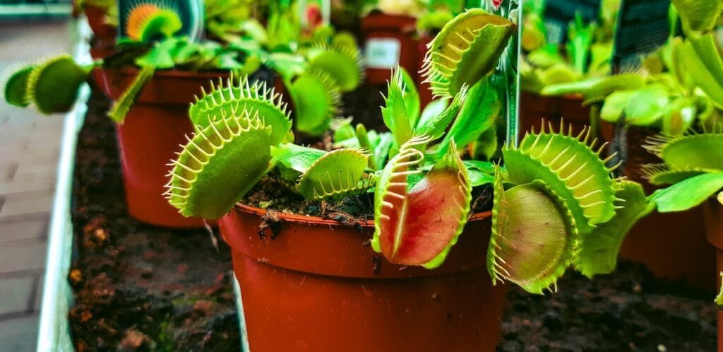 cuanto crece una planta carnivora