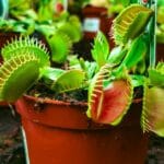 cuanto-crece-una-planta-carnivora