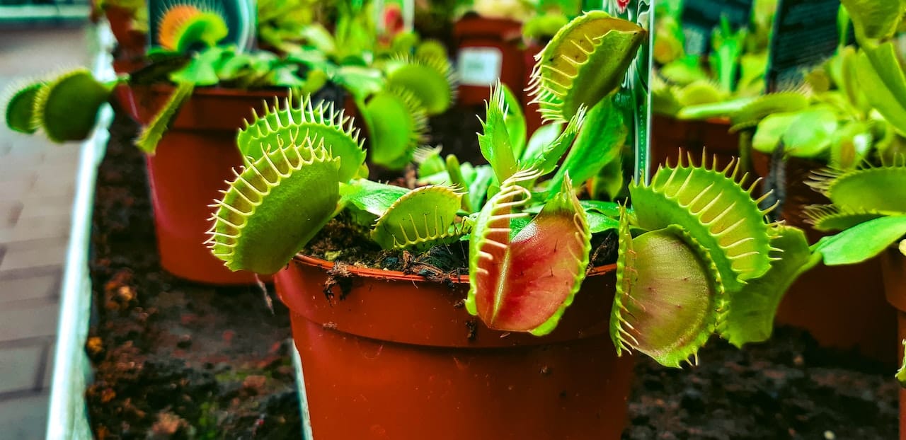 cuanto crece una planta carnivora