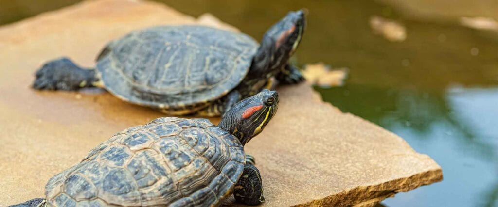 cuanto crece una tortuga pavorreal