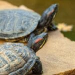 cuanto-crece-una-tortuga-pavorreal