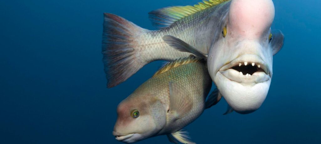 cuanto crecen los peces angel