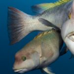 cuanto-crecen-los-peces-angel