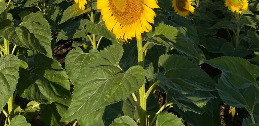 cuanto cuesta 1 girasol