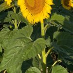 cuanto-cuesta-1-girasol