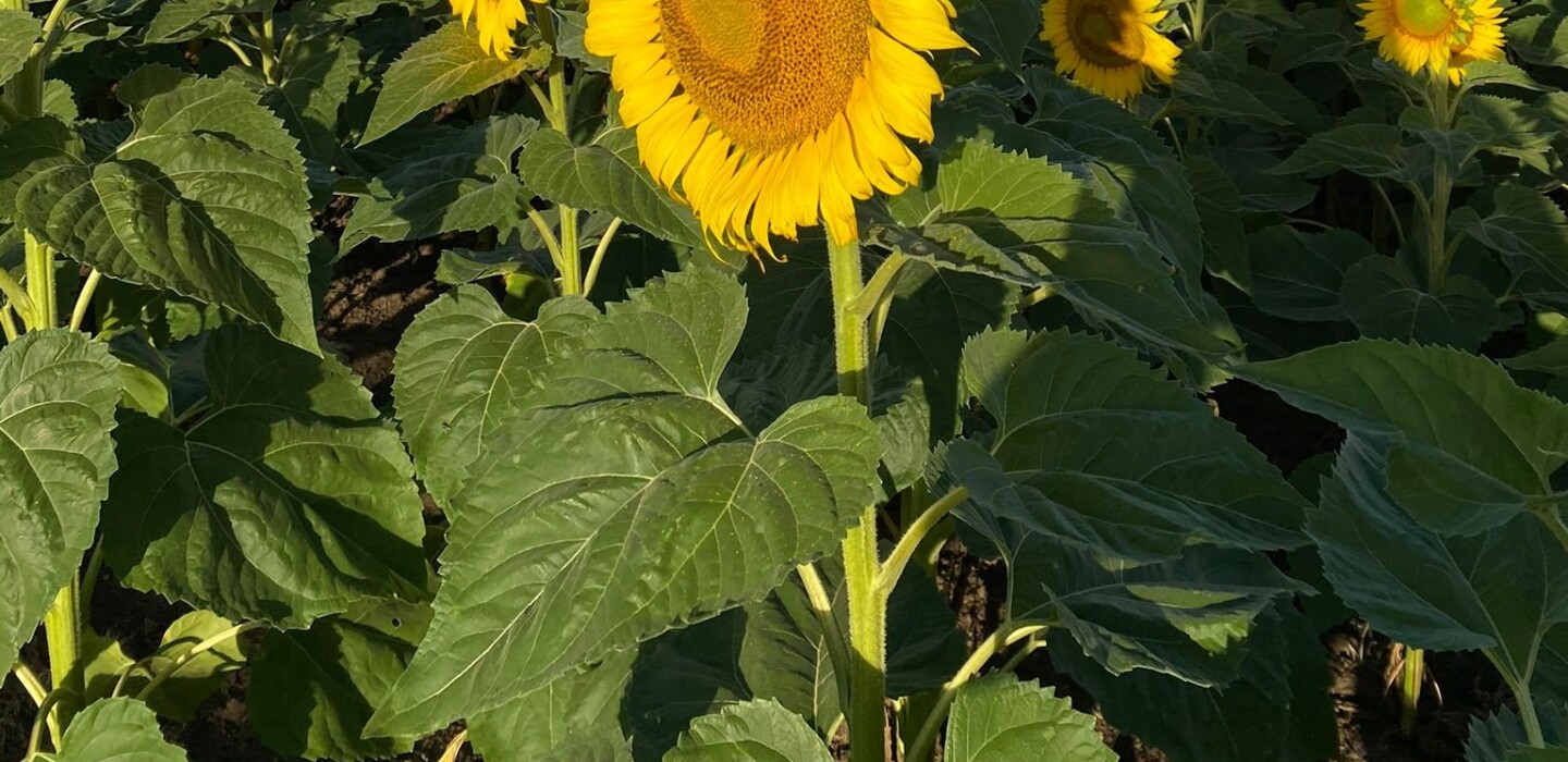 Cuanto Cuesta Un Girasol En Peru