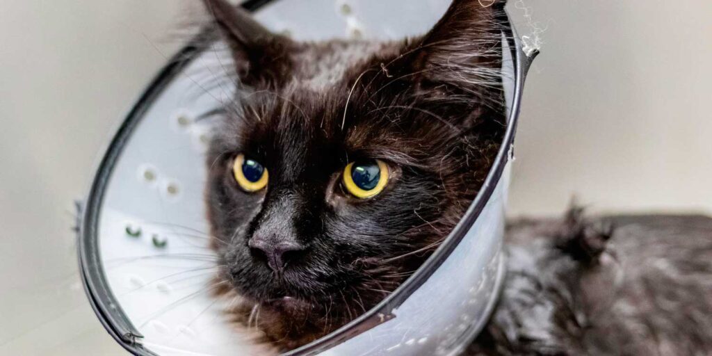 cuanto cuesta castrar un gato