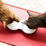 cuanto-cuesta-desparasitar-un-gato