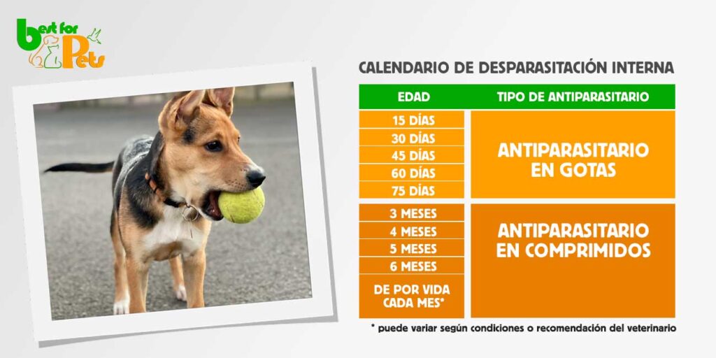 ¿Cuánto cuesta desparasitar un perro? 2 cuanto cuesta desparasitar un perro