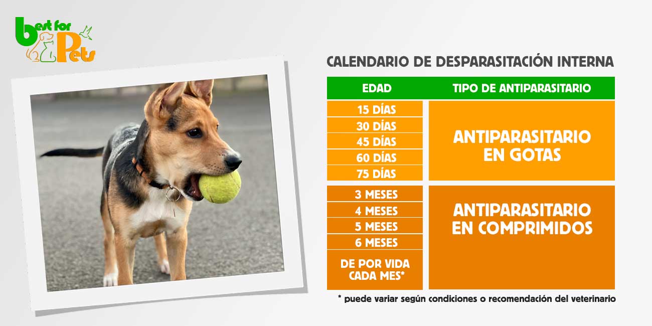 cuanto cuesta desparasitar un perro