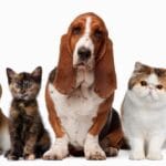 ¿Cuánto cuesta disecar un perro? cuanto-cuesta-disecar-un-perro