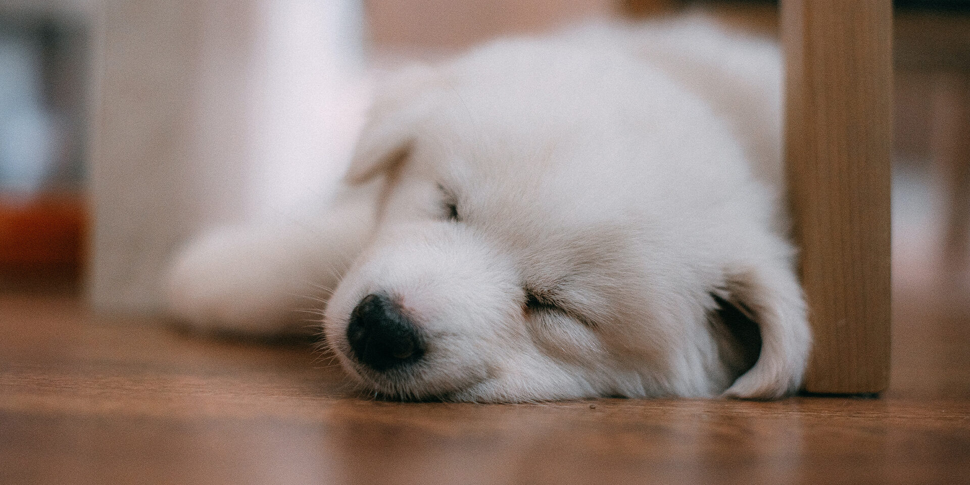 Blog 8 cuanto cuesta dormir un perro