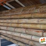 cuanto-cuesta-el-bambu