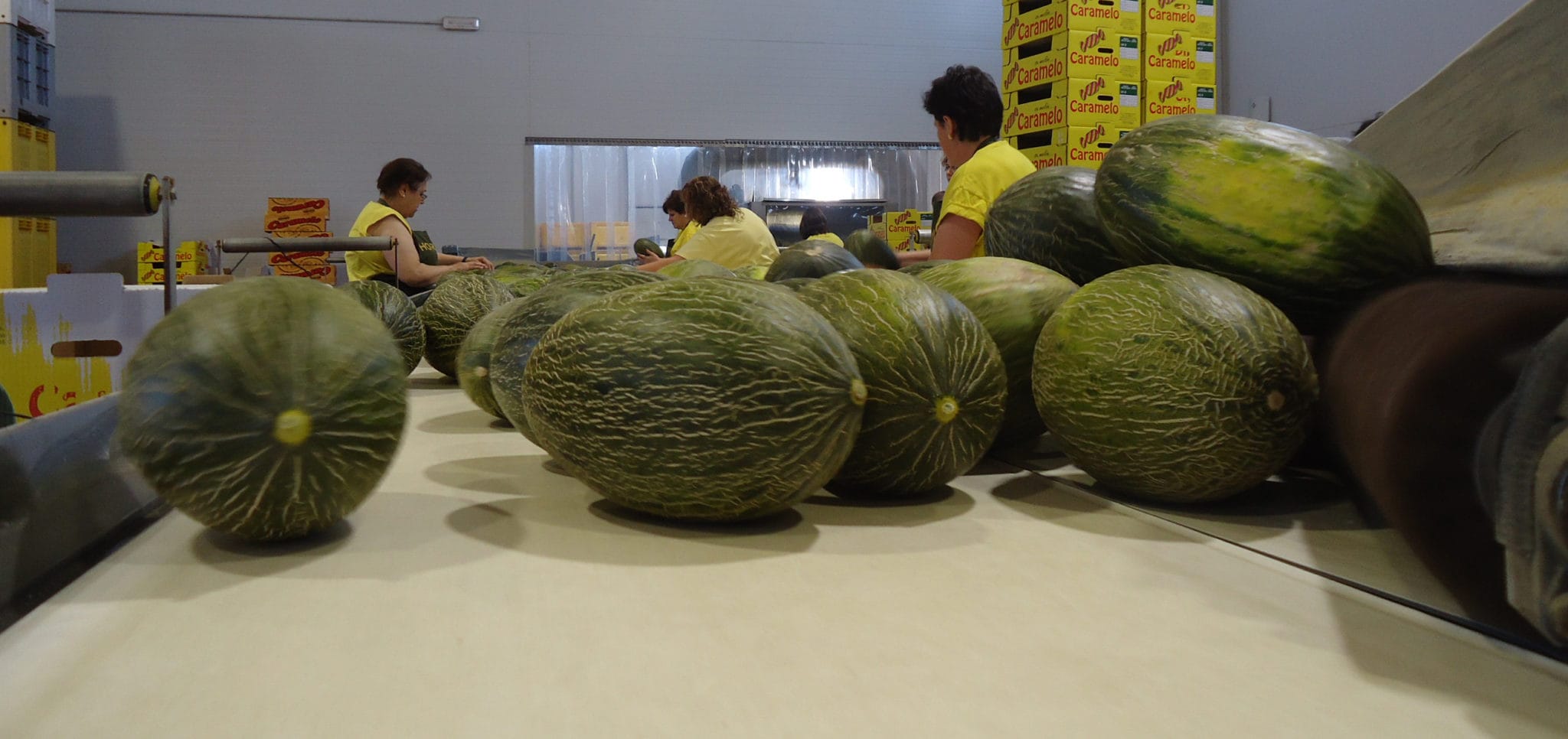 cuanto cuesta el melon