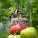 cuanto-cuesta-el-tomate-cherry